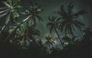 Превью обои пальмы, деревья, звездное небо