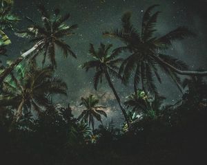 Превью обои пальмы, деревья, звездное небо