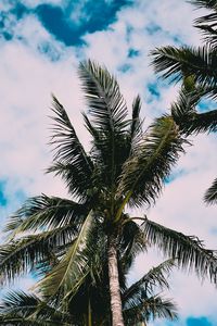 Превью обои пальмы, дерево, листья, небо