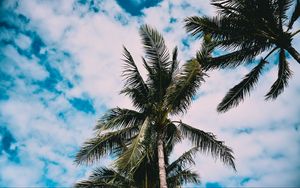 Превью обои пальмы, дерево, листья, небо