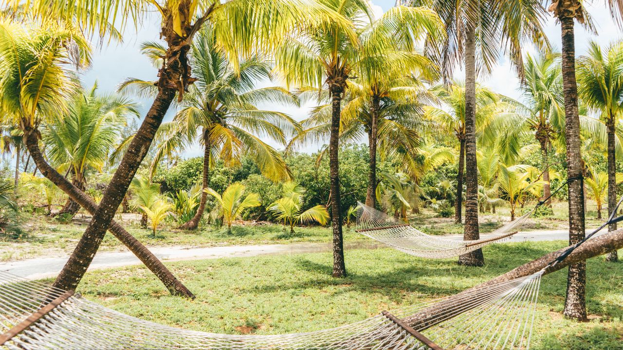 Обои пальмы, гамаки, тропики, лето, багамы