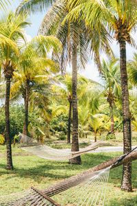 Превью обои пальмы, гамаки, тропики, лето, багамы