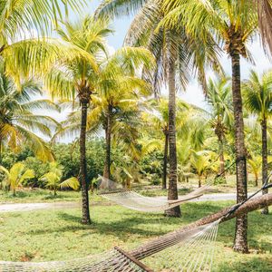 Превью обои пальмы, гамаки, тропики, лето, багамы
