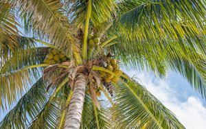 Превью обои пальмы, листья, кокосы, тропики
