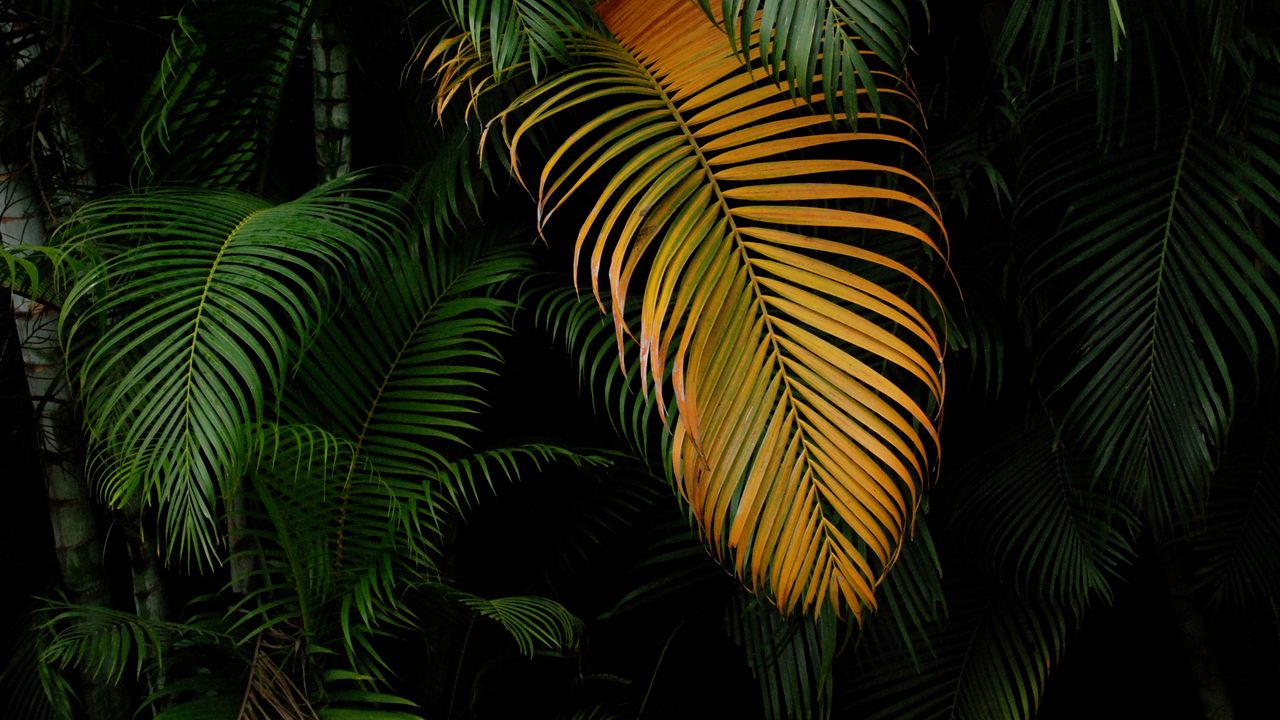 Обои пальмы, листья, макро, зеленый