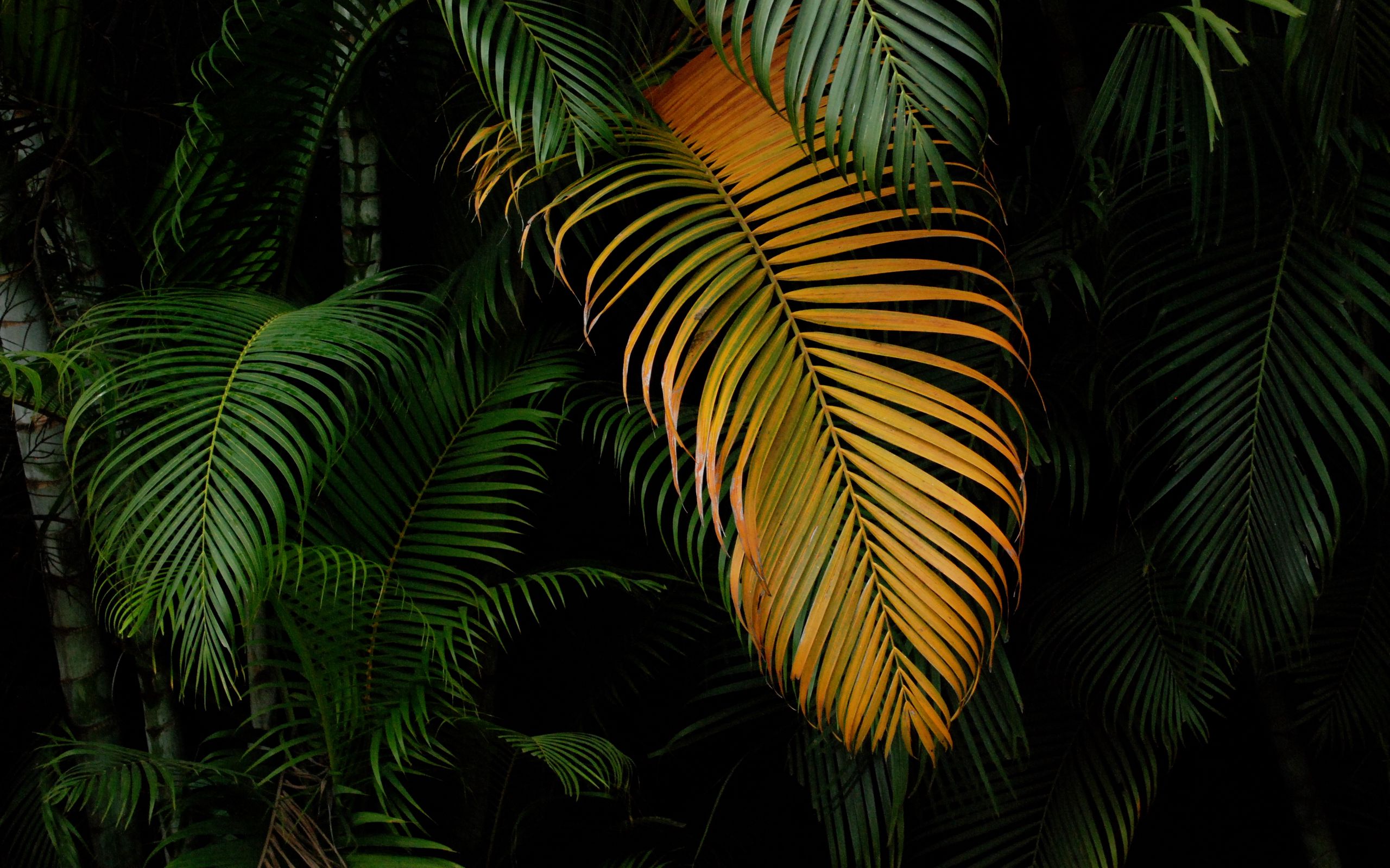 Обои с пальмовыми листьями