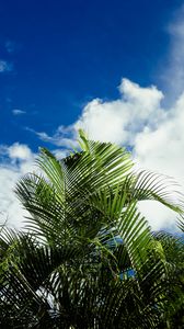 Превью обои пальмы, листья, небо, облака, тропики