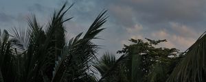 Превью обои пальмы, листья, облака, тропики