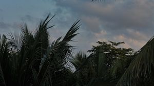 Превью обои пальмы, листья, облака, тропики
