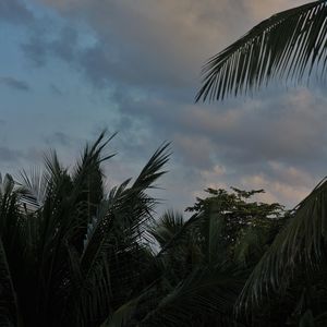 Превью обои пальмы, листья, облака, тропики
