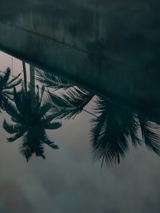 Превью обои пальмы, листья, отражение, вода