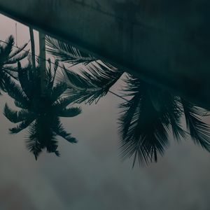 Превью обои пальмы, листья, отражение, вода
