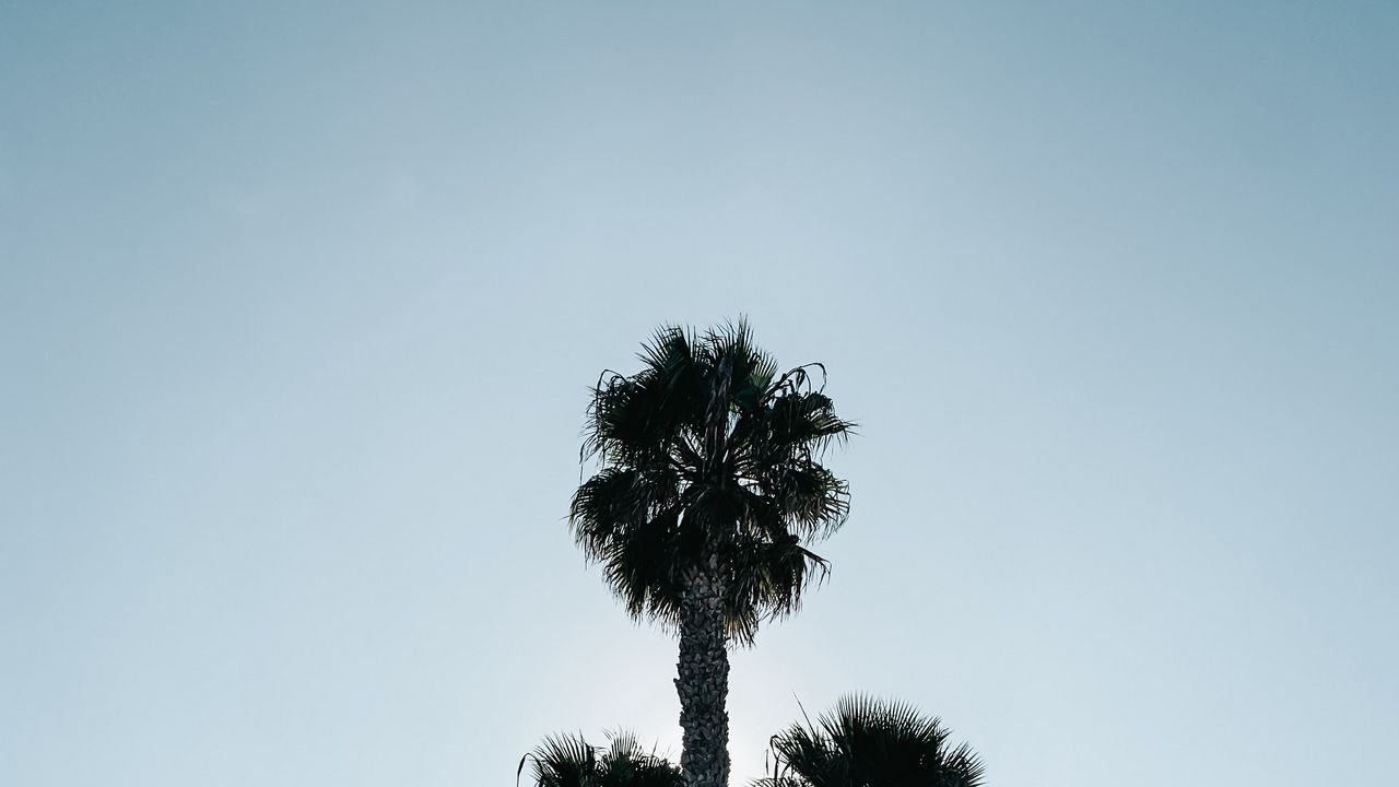 Обои ветви пальмы