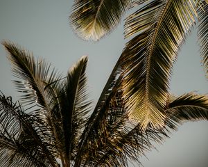 Превью обои пальмы, листья, вид снизу, тропики