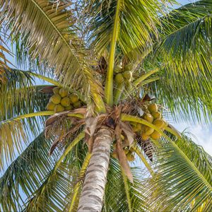 Превью обои пальмы, листья.кокосы, тропики