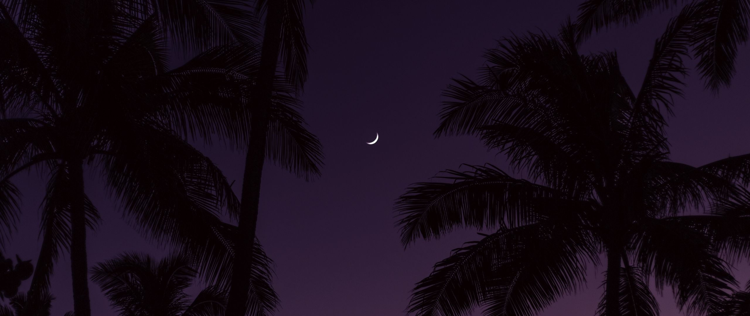 Луна и пальмы