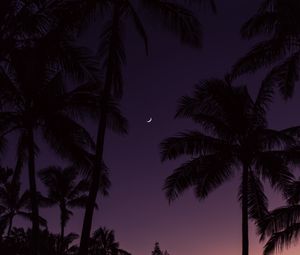 Превью обои пальмы, луна, закат