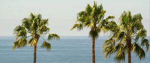 Превью обои пальмы, море, горизонт, небо