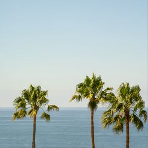 Превью обои пальмы, море, горизонт, небо