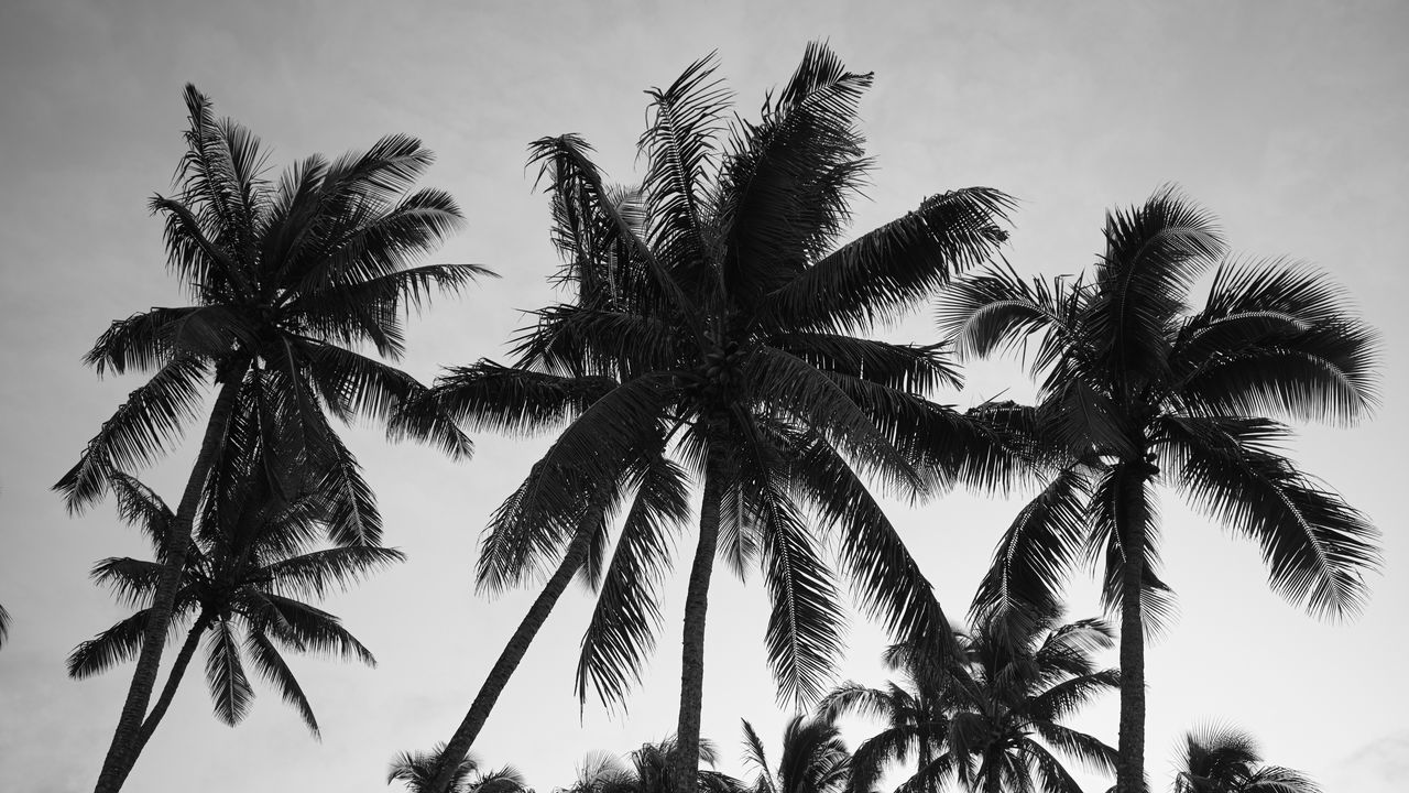 Обои пальмы, небо, деревья, черно-белый