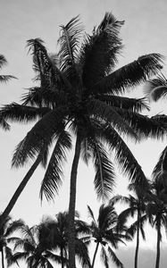 Превью обои пальмы, небо, деревья, черно-белый
