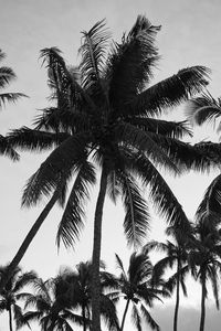 Превью обои пальмы, небо, деревья, черно-белый