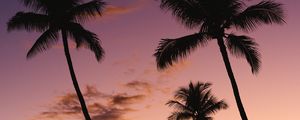 Превью обои пальмы, небо, фиолетовый, темный, сумерки