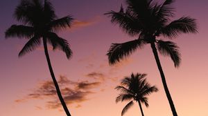 Превью обои пальмы, небо, фиолетовый, темный, сумерки