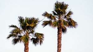 Превью обои пальмы, небо, минимализм, природа