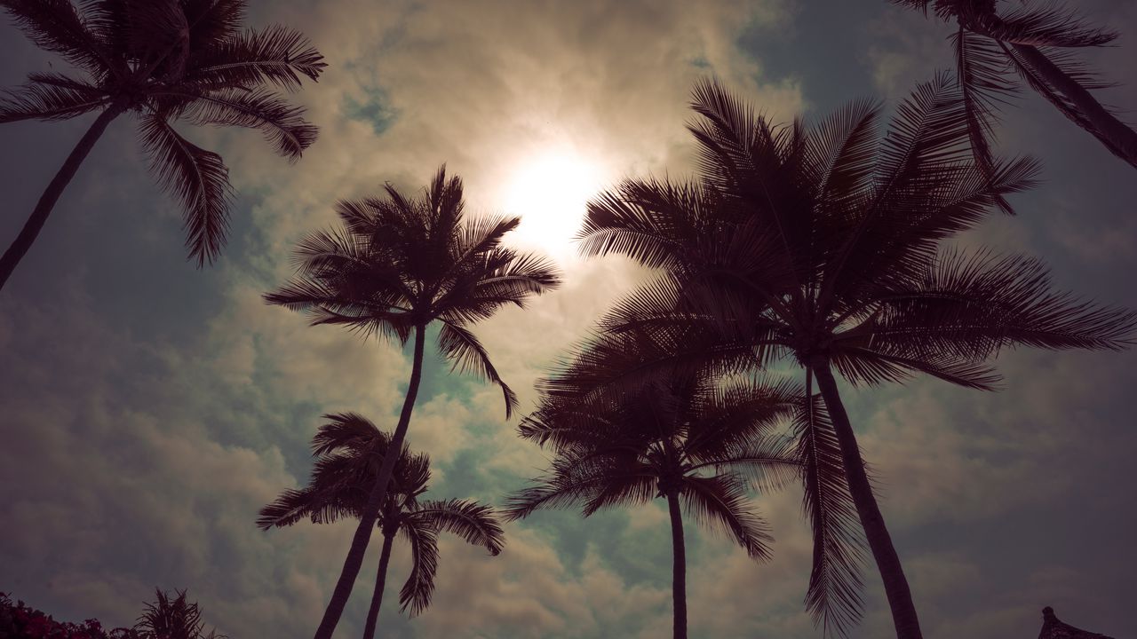 Обои пальмы, небо, облака, закат, сумерки