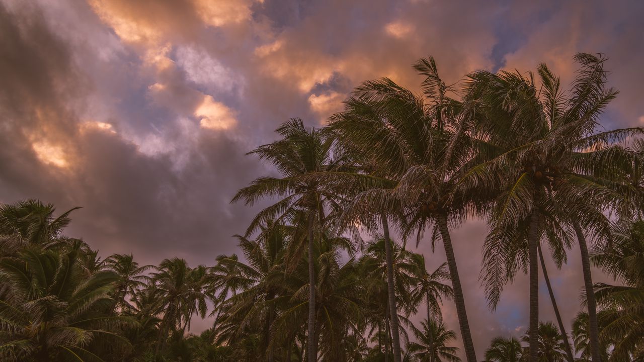 Обои пальмы, небо, облака, тропики