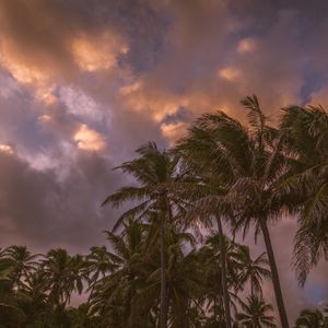 Превью обои пальмы, небо, облака, тропики