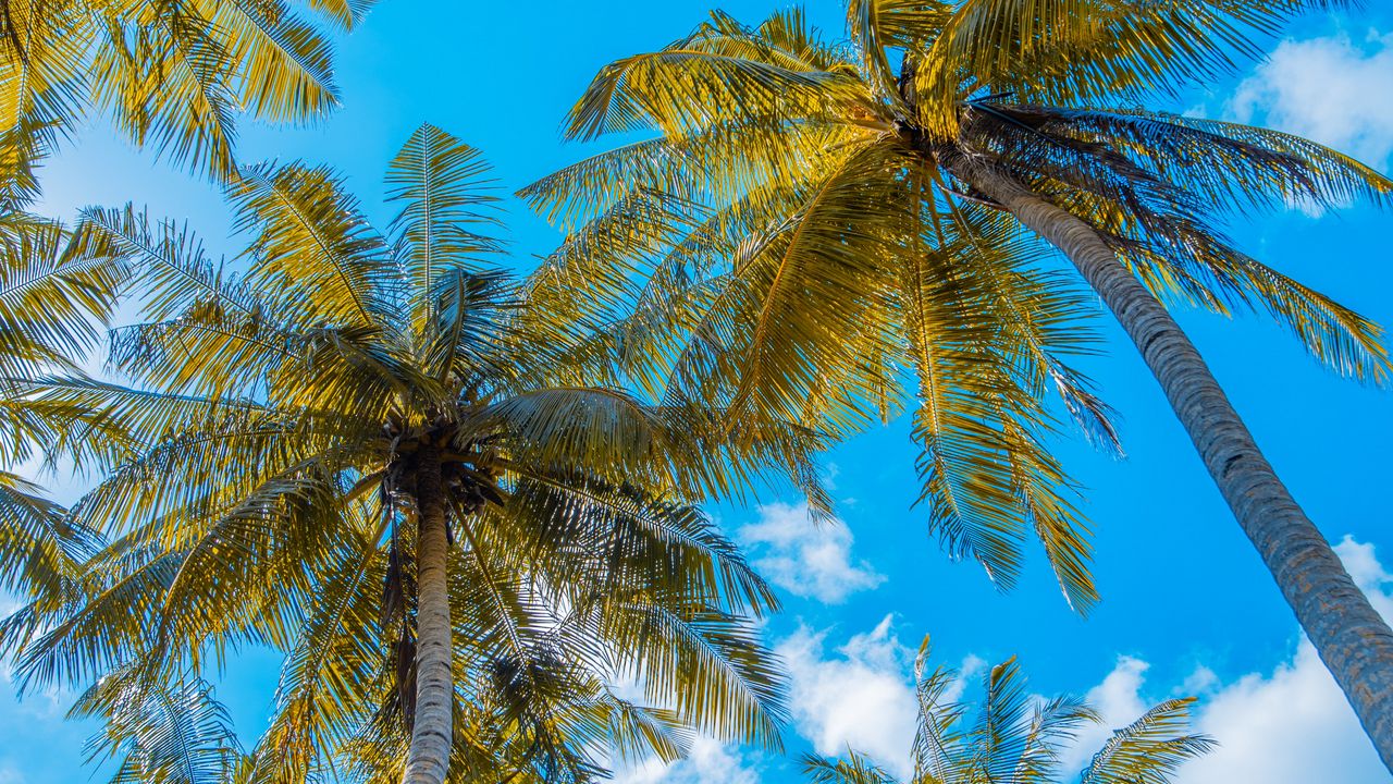 Обои пальмы, небо, облака, тропики, лето