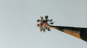 Превью обои пальмы, небо, природа, минимализм