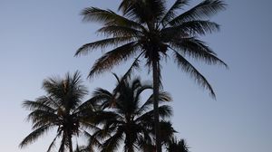 Превью обои пальмы, небо, природа, тропики
