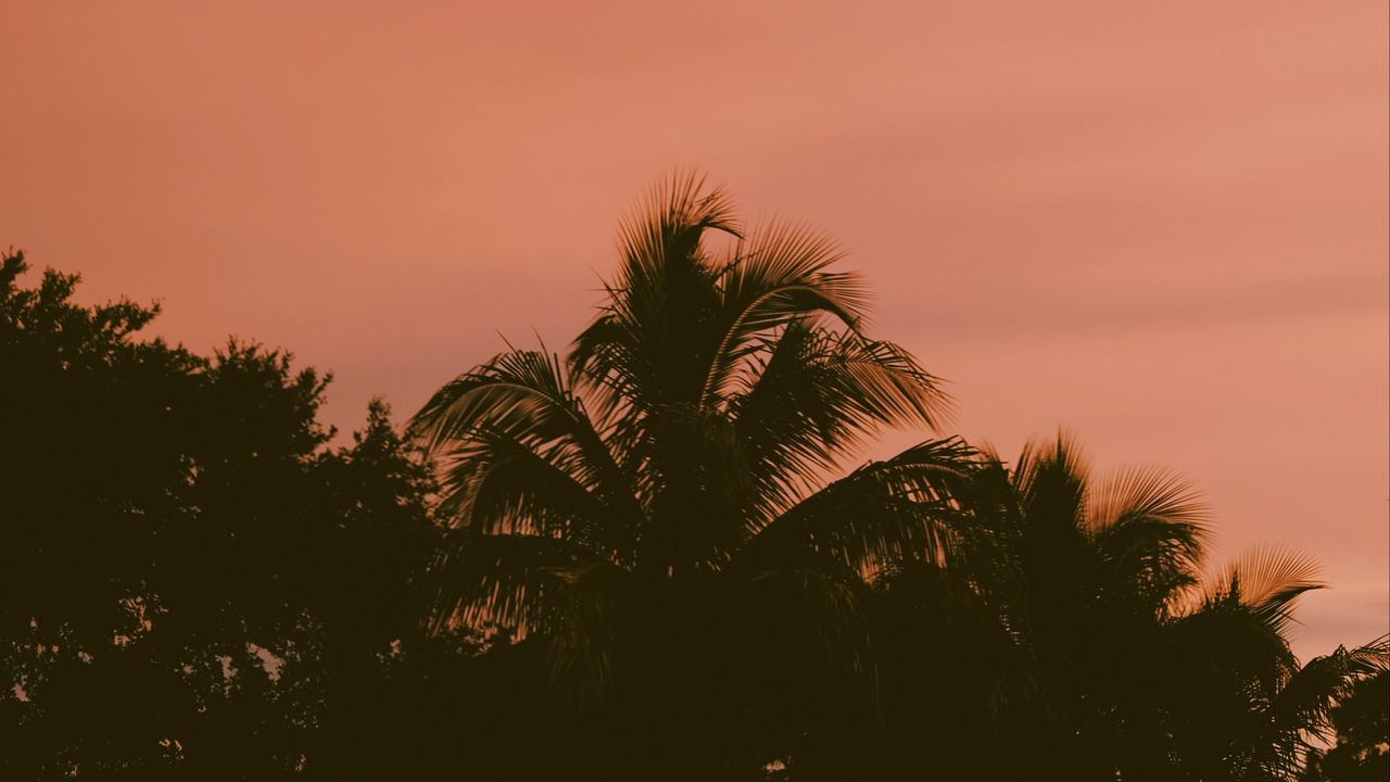 Обои пальмы, небо, сумерки, закат, темный