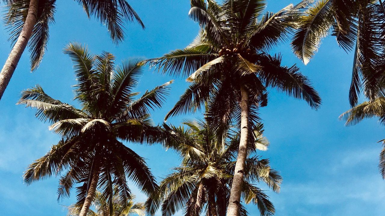 Обои пальмы, небо, тропики, деревья