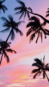 Превью обои пальмы, небо, вид снизу, облака, тропики