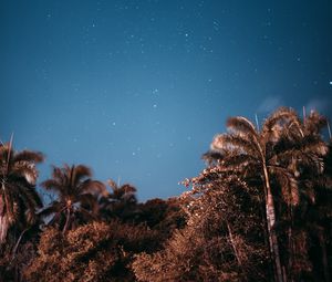 Превью обои пальмы, небо, звезды, вечер
