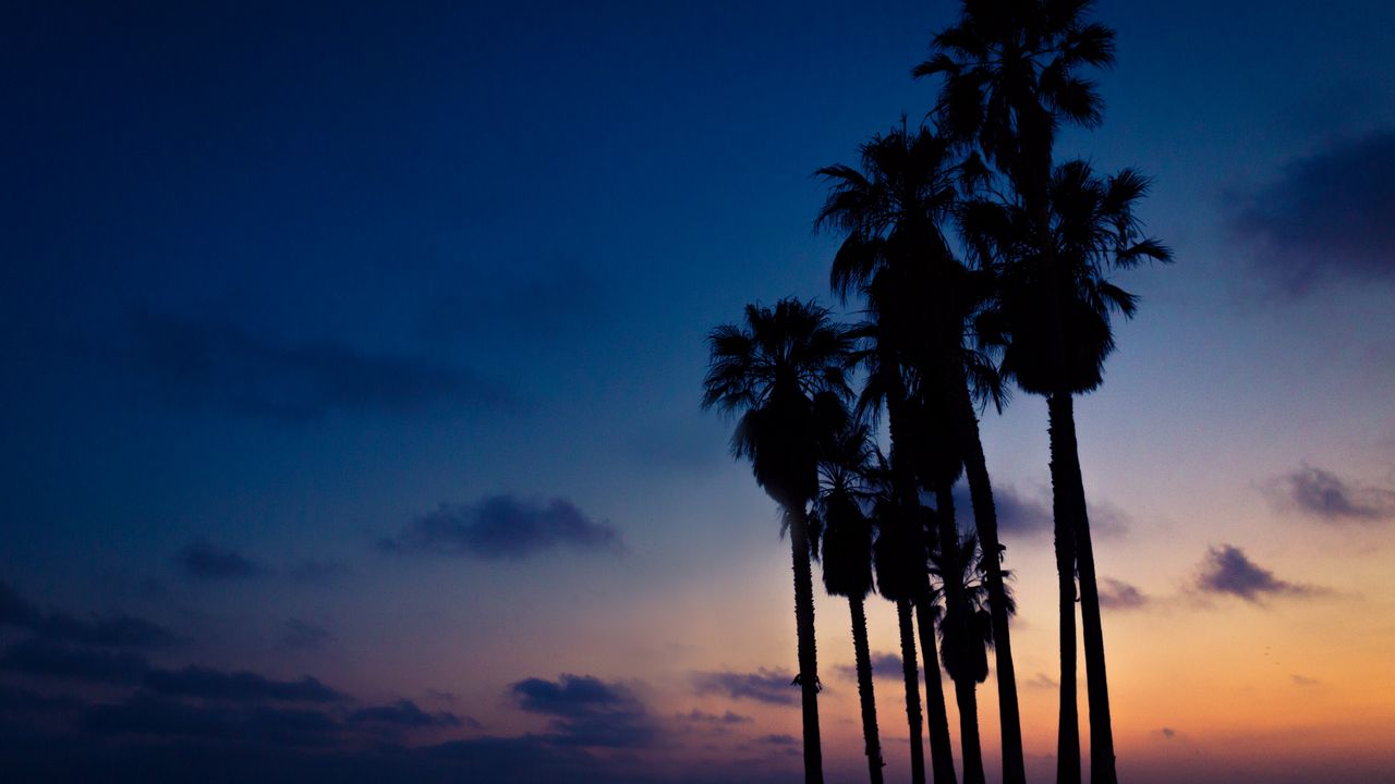 Обои пальмы, ночь, небо