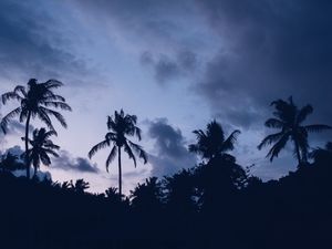 Превью обои пальмы, ночь, облака