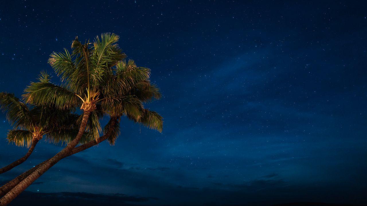 Обои пальмы, ночь, звездное небо, тропики