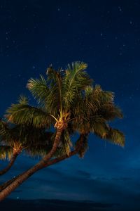 Превью обои пальмы, ночь, звездное небо, тропики