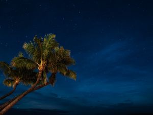 Превью обои пальмы, ночь, звездное небо, тропики