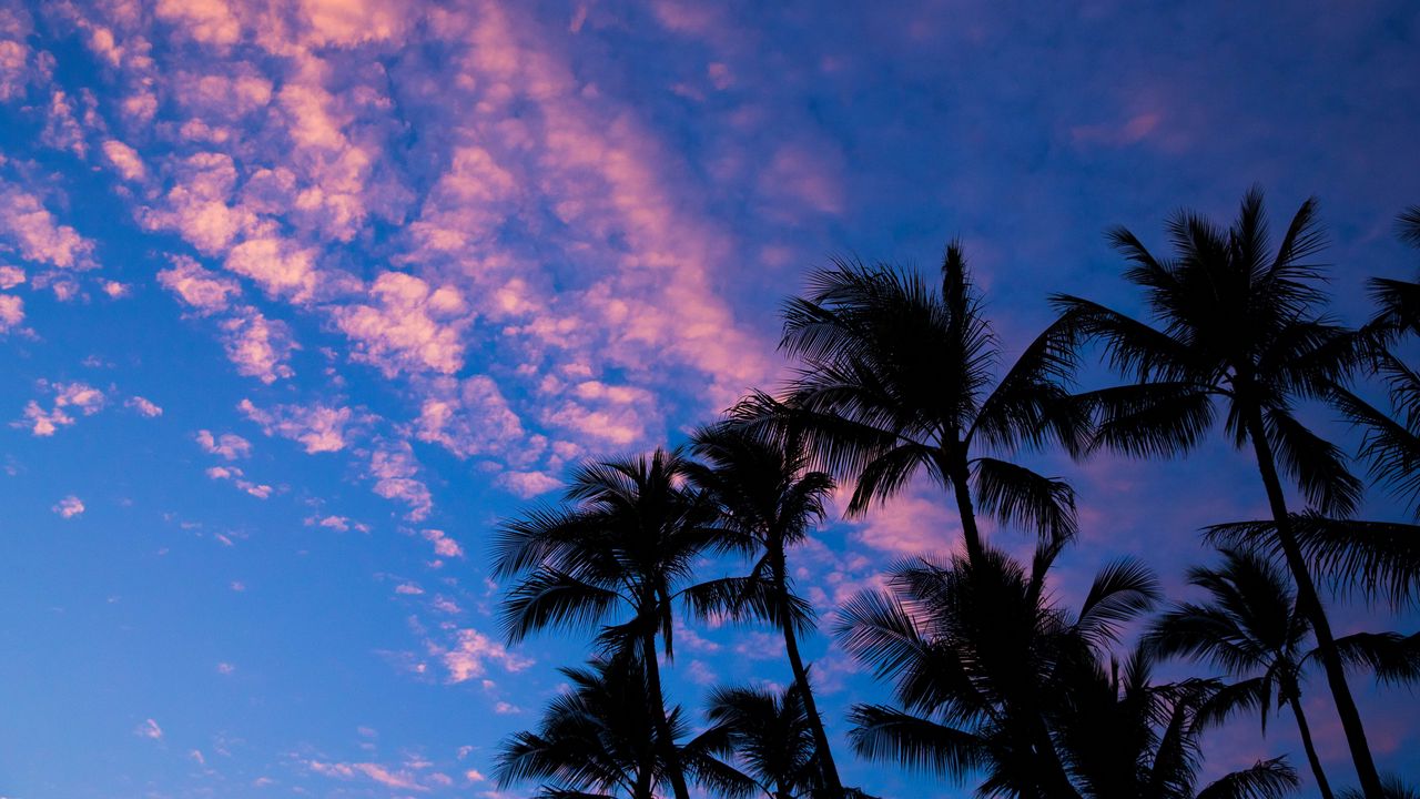 Обои пальмы, облака, очертания, закат, тропики