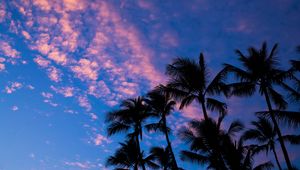 Превью обои пальмы, облака, очертания, закат, тропики