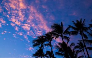 Превью обои пальмы, облака, очертания, закат, тропики