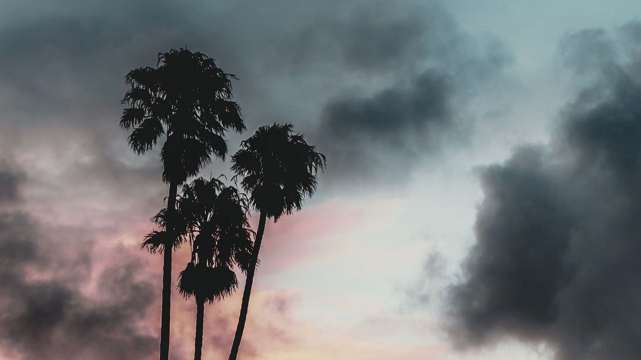 Обои пальмы, облака, закат, очертания, небо, тропики