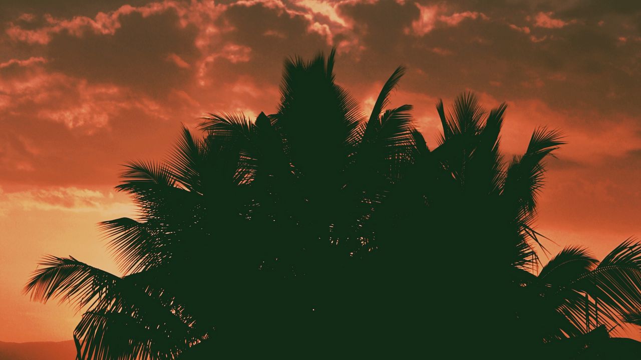 Обои пальмы, облака, закат, темный, очертания, ветки, тропики