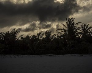 Превью обои пальмы, пляж, облака, темный